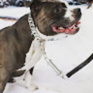 Meet your Posher, Vincent